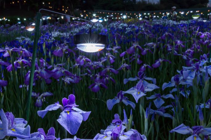 HikarinoInstallation2025-3