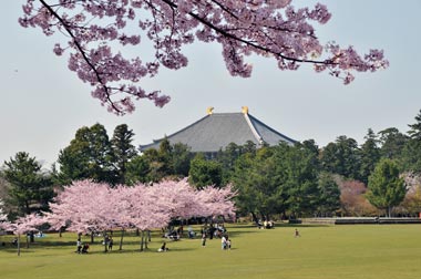 奈良公園春日野園地