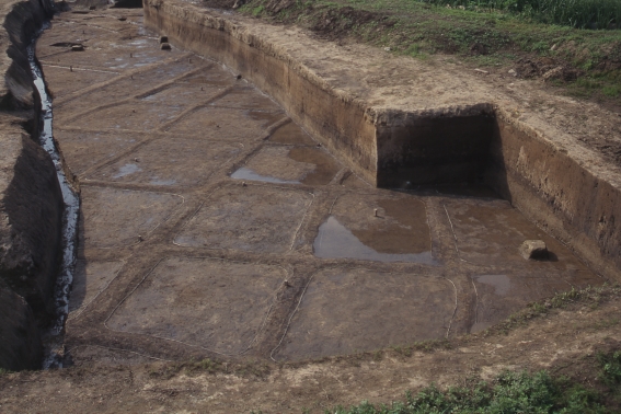 新田遺跡の水田跡