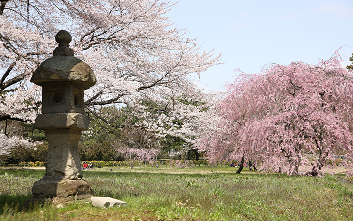 六月坂の桜
