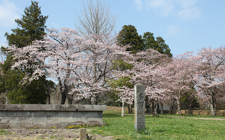 多賀城政庁跡の桜