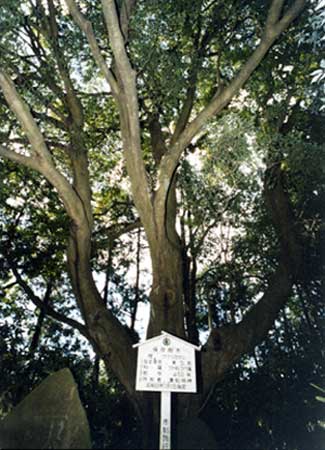 貴船神社の樫の木